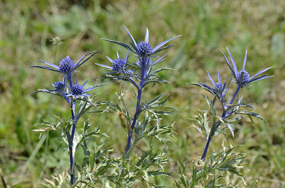 Eryngium amethystinum / Calcatreppola ametistina